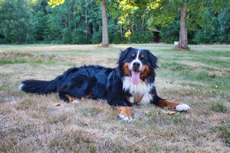 Bernese mountain dog rescue - The Bernese Mountain Dog, originating from the Swiss Alps, is a large, sturdy working breed known for its striking tri-colored coat of black, rust, and white. It possesses a gentle temperament, often proving to be loyal and affectionate with families, which makes it an excellent companion.